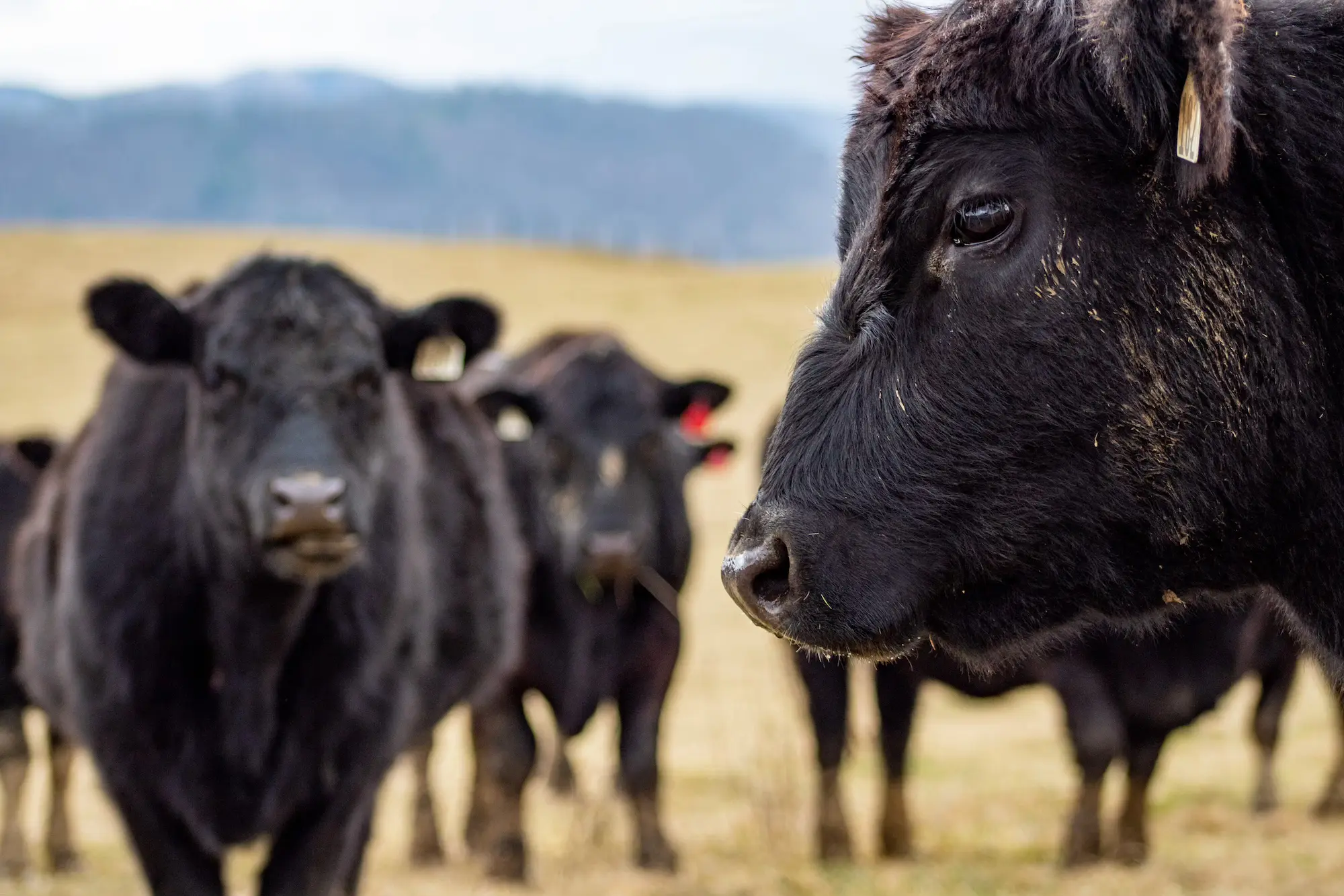 Close-up of cow with other cows grazing in blurred background